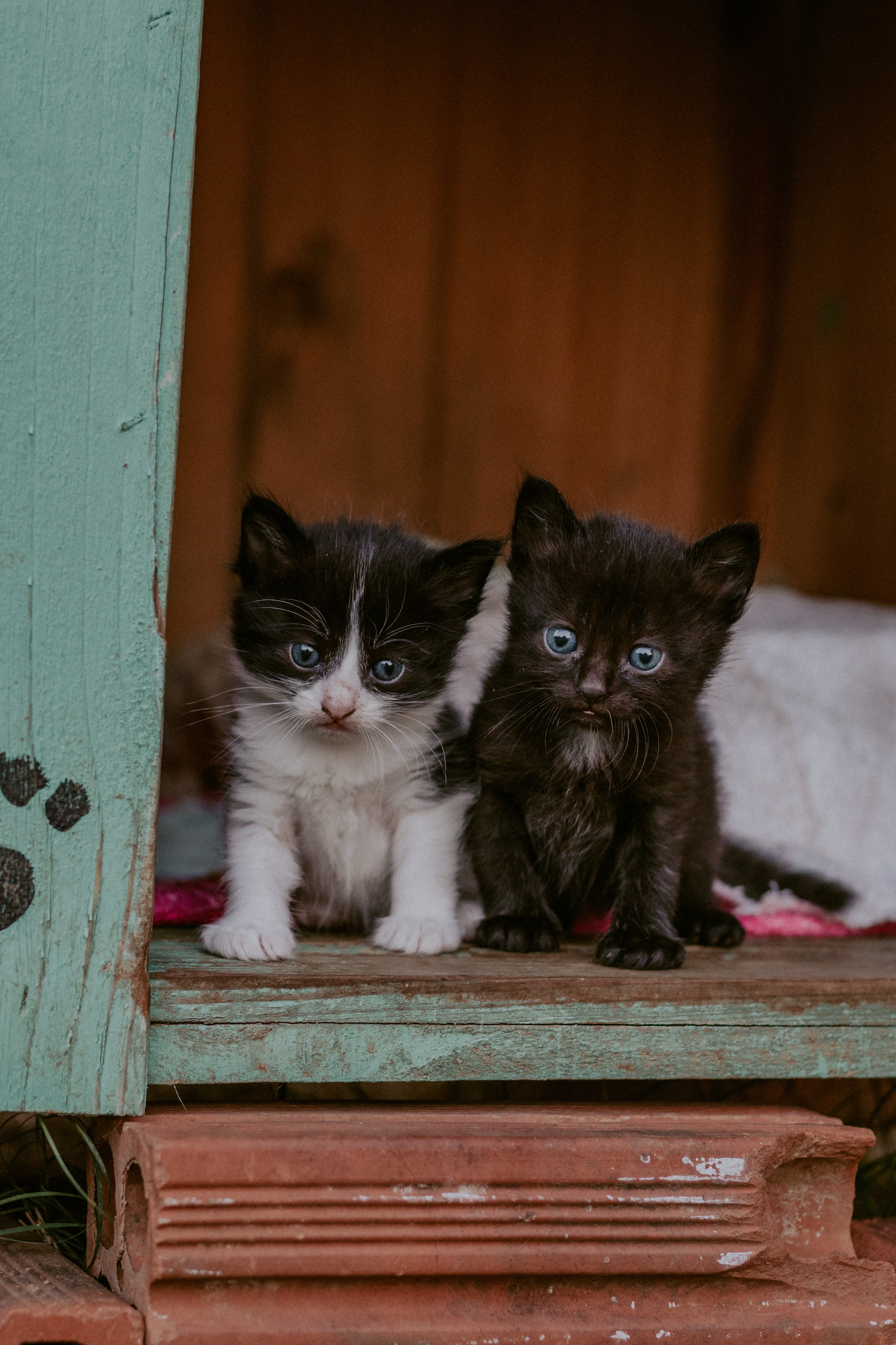 Dois gatinhos filhotes