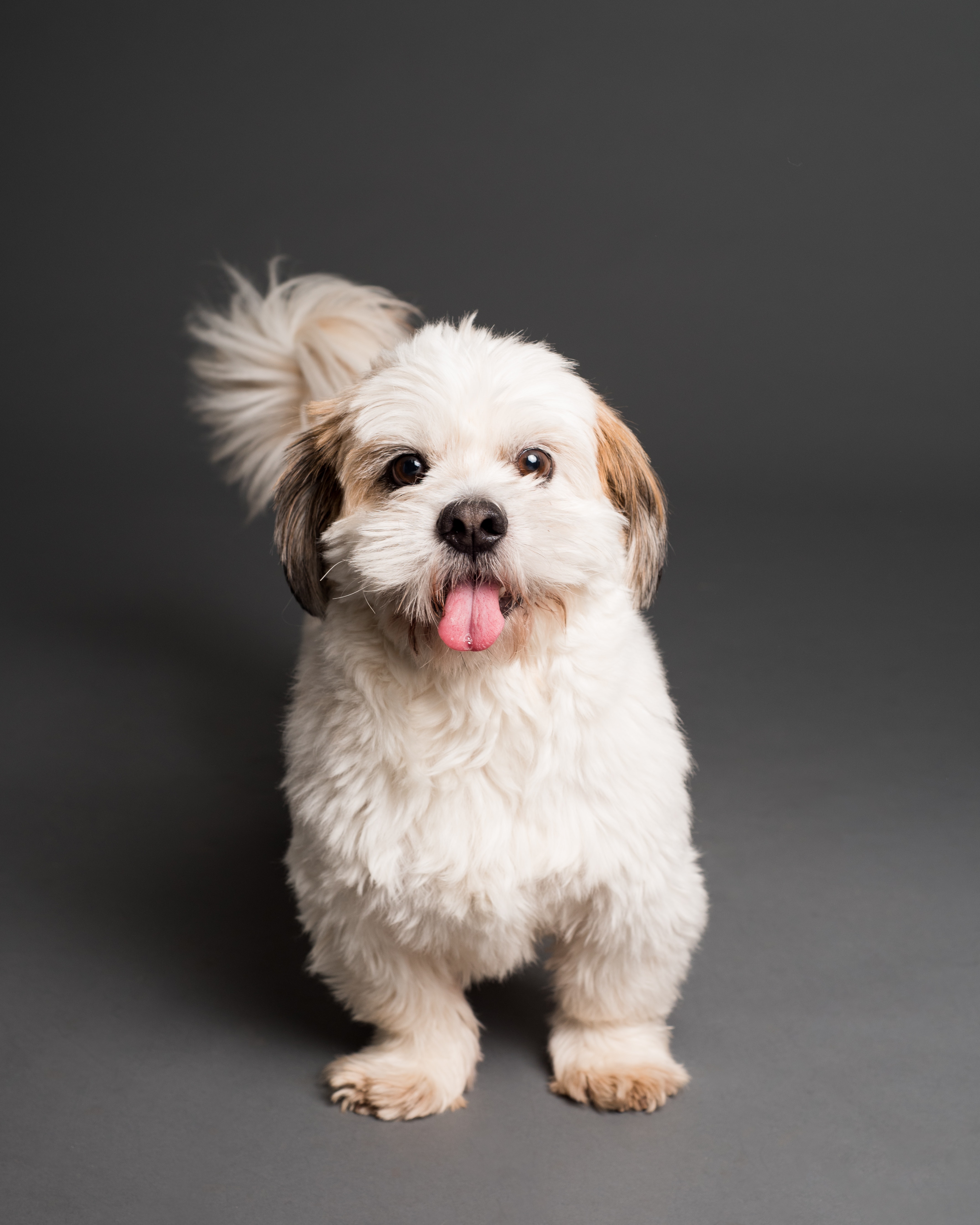 Um cachorrinho com a lingua de fora