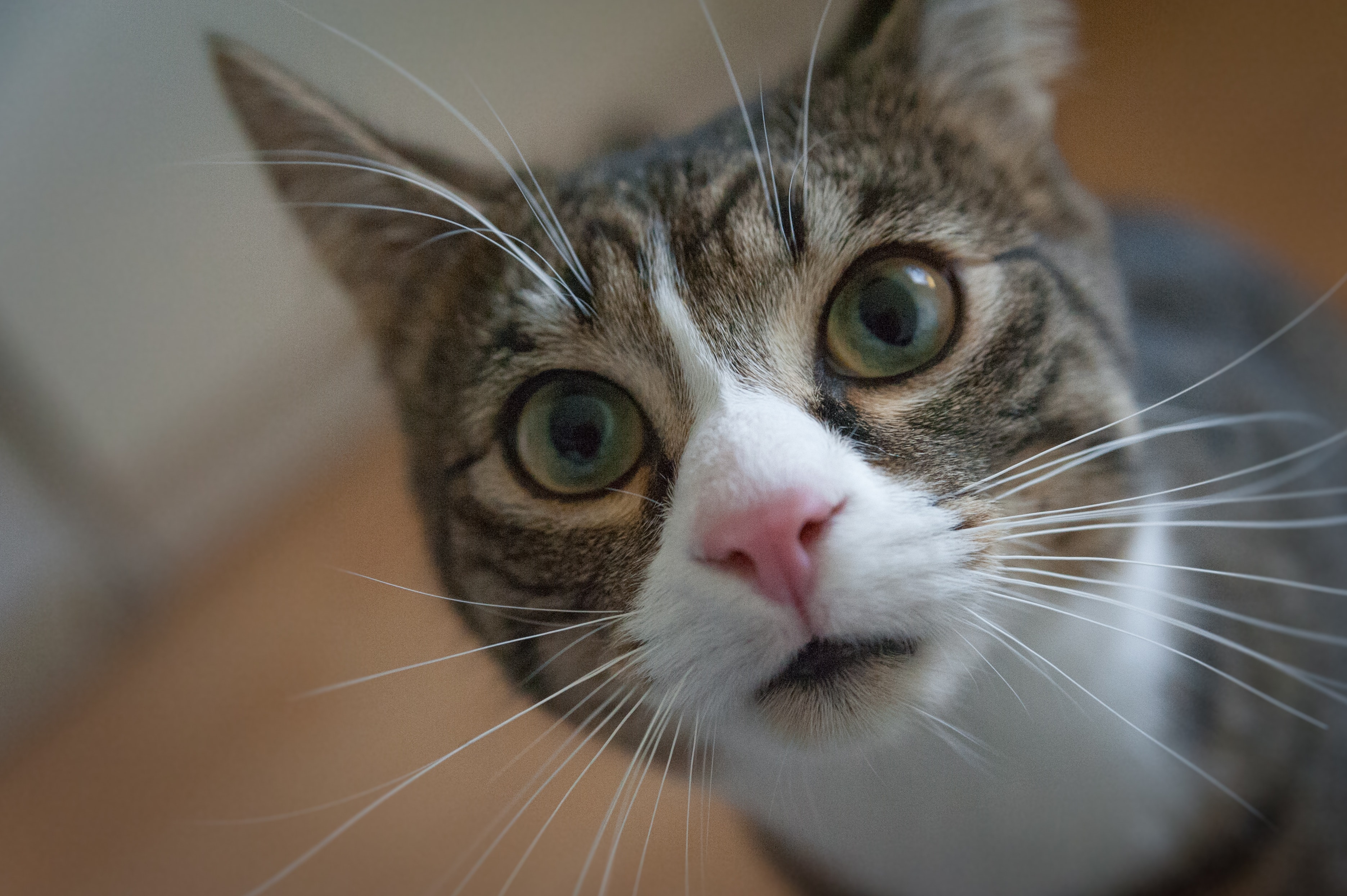 Um gatinho