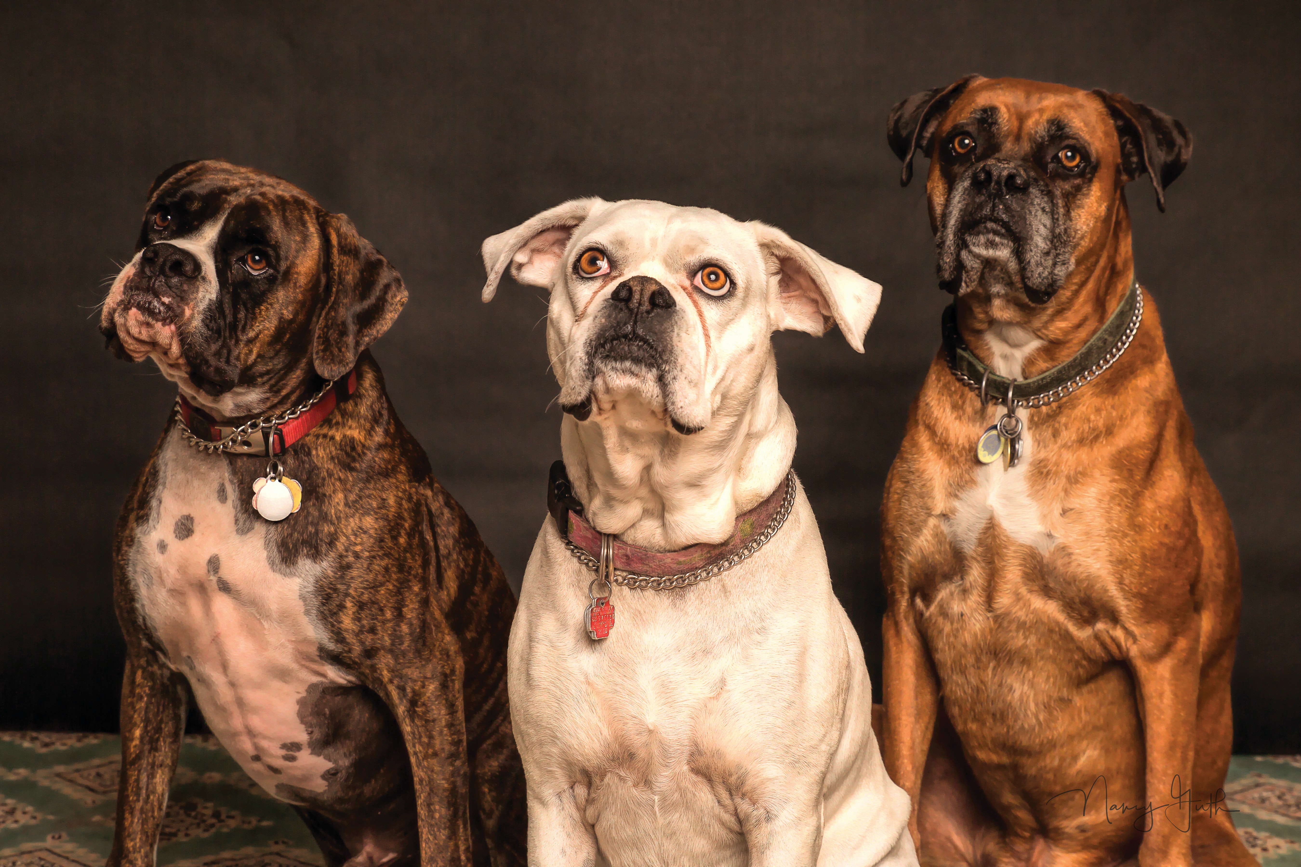 Foto de três cachorros