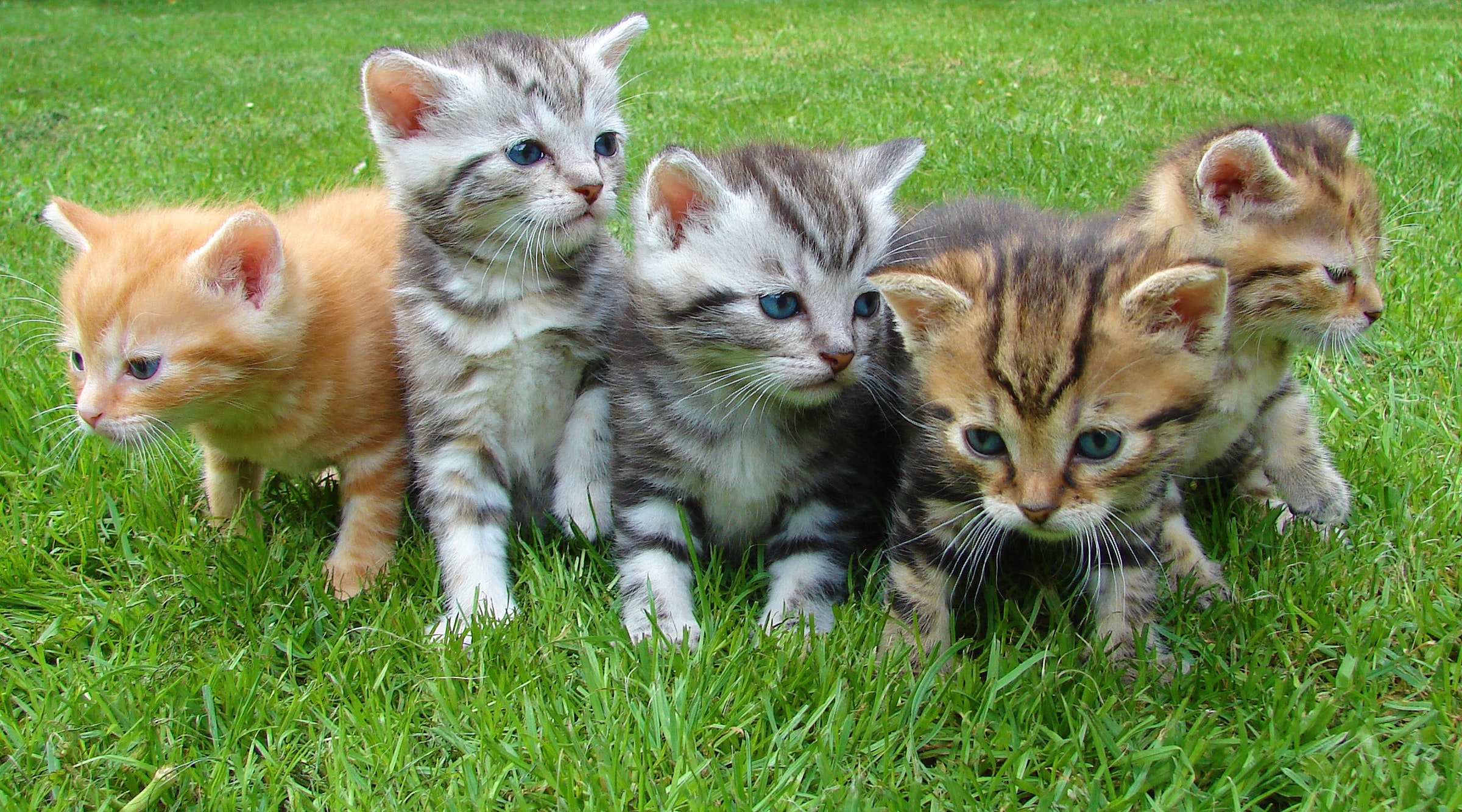 Quatro gatinhos filhotes