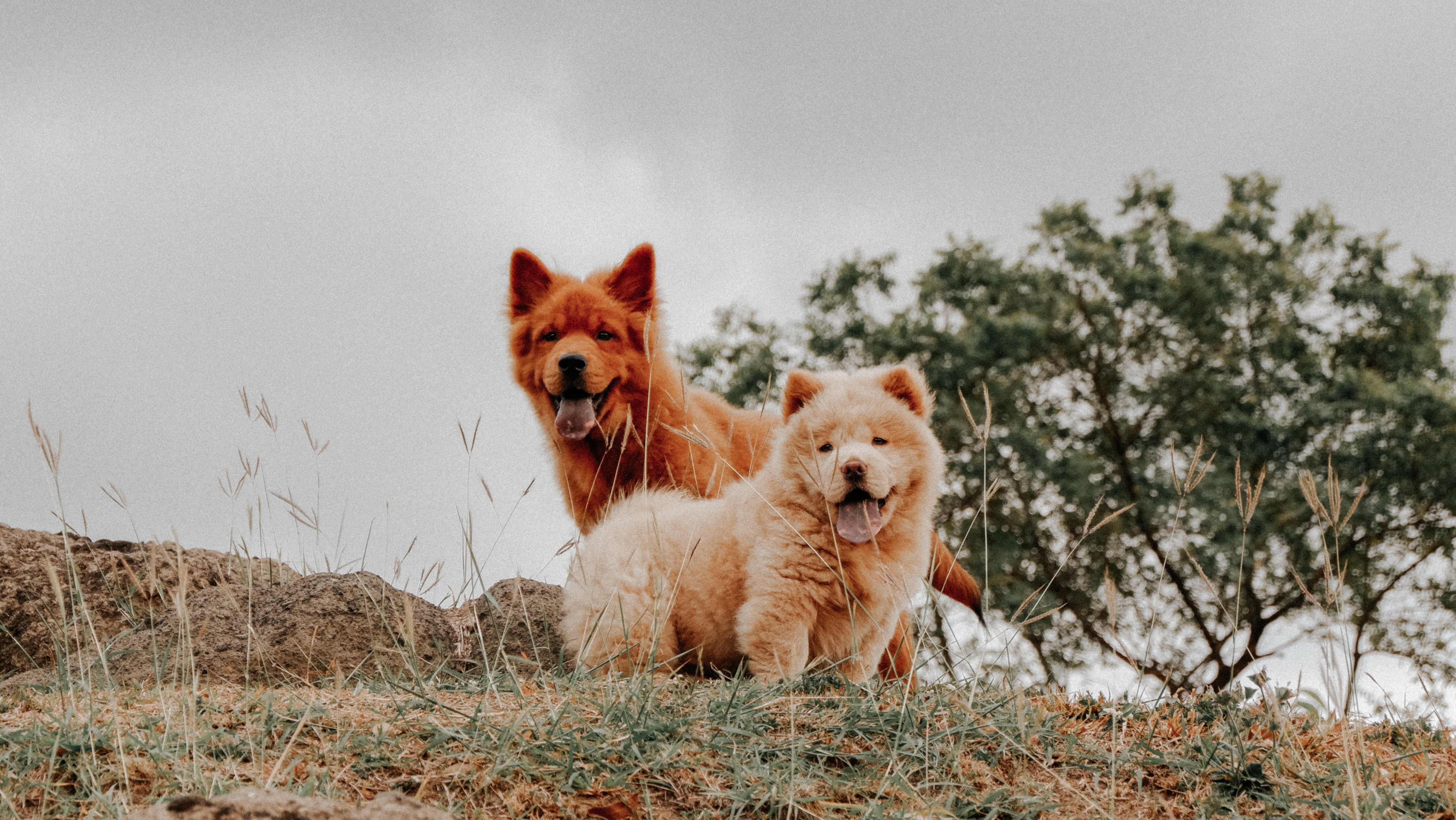 Cachorros brincando ao ar livre - Petlove